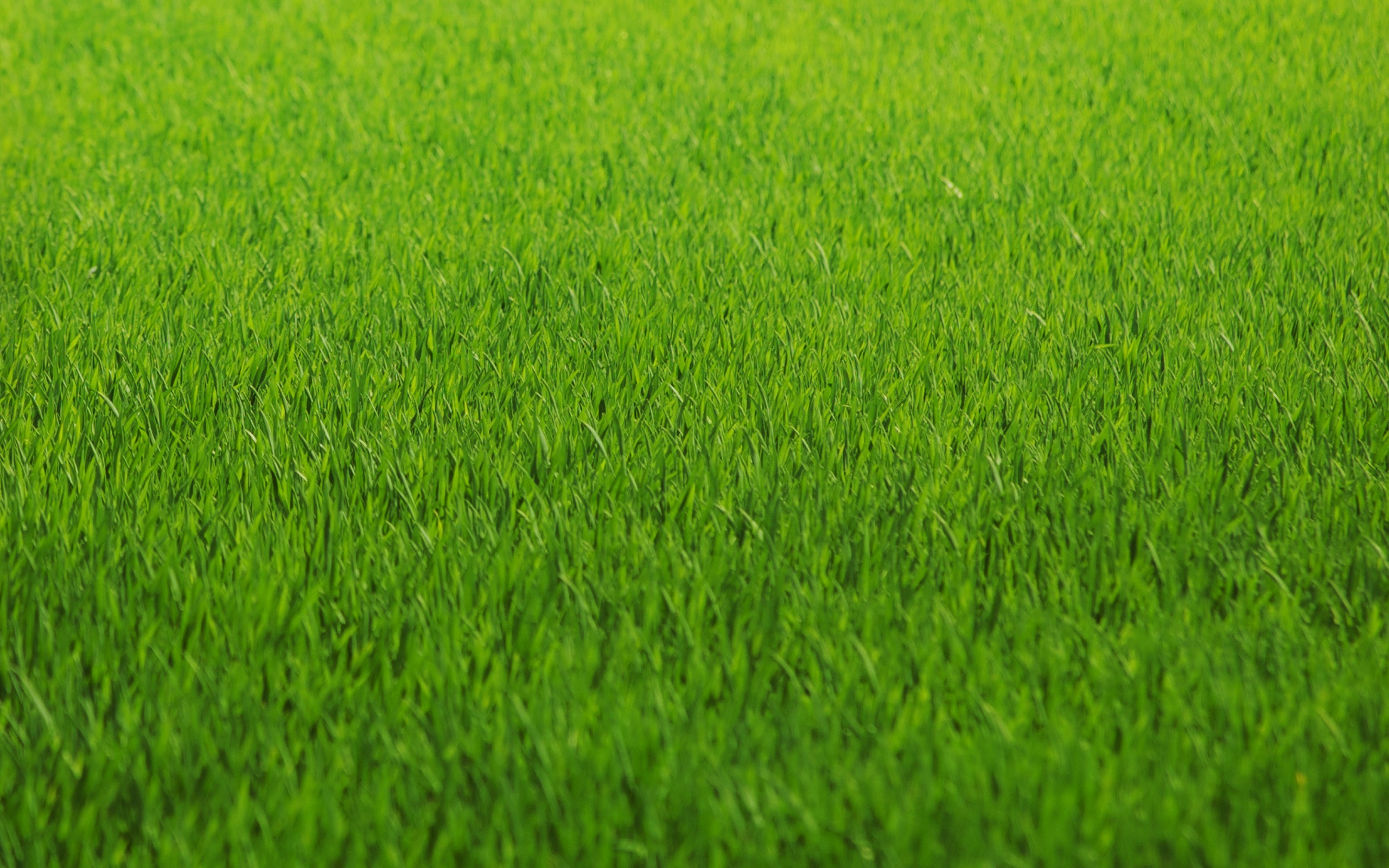 Трава мятлик для газона фото